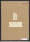 Licmophora anglica (Kuetz.) Grun. (de-Toni-Nr.: Genus 86, Species 2957) Zeichnungen Sammlung Grunow Nr. 5986 (NHMW-BOT-W0374473)